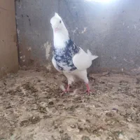 ککیلی کلفه شازده سپه ساری باش
