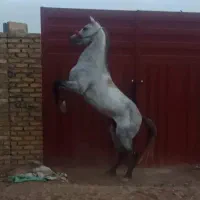 اسب نریان