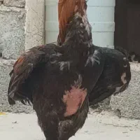 خروس افغان ۱۱ماهه نژاددار