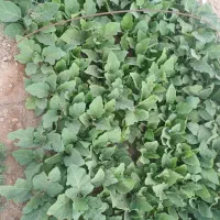 نشا بادمجان ابرکوه