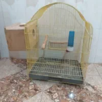 قفس سهره وعروس هلندی