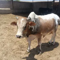 گوساله