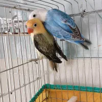 جفت پاربلو یووینگ اورجینال،فیشر،کوتوله