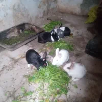 خرگوش|موش و خرگوش|گرگان, |دیوار