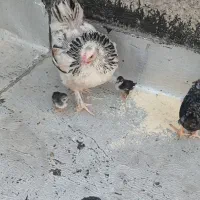 مرغ و خروس