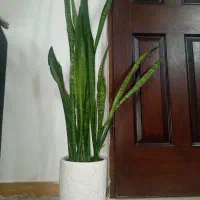 گل پتوس و سانسوریا