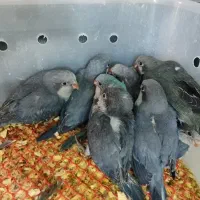 راهب شاه طوطی کاسکو خورشیدی گرینچیک