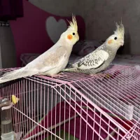 عروس هلندی دستی