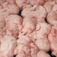 دنبه درجه یک مشهد تازه تازه