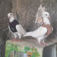 یک جفت طوقی کاکلی