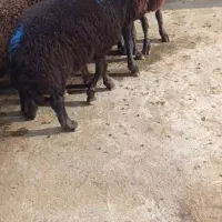 بره نر قرمز سرخ