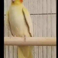 جفت مولد با سه تخم نطفه دار