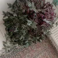 گل ترادسکانتیا زبرینا یا برگ بیدی پر پشت