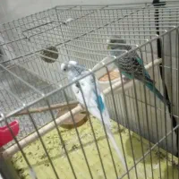 یک جفت مرغ عشق ماده رنبو نر ابلغ