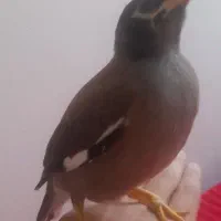 مرغ مینا