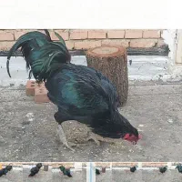 خروس اصیل سیاه