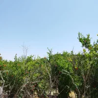 باغ-کشاورزی