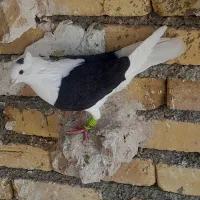 کبوتر