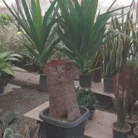 فروش یوکا بنسای تنه دار گیاه مقاوم و زیبا