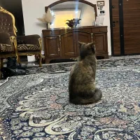 واگذاری گربه
