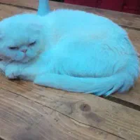 گربه اسکاتیش