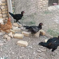 مرغ و خروس