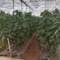 نیاز به کاگر اتباع