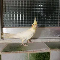 طوطی عروس هلندی