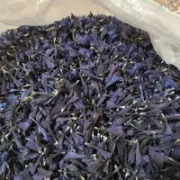 گل گاوزبان دم سفیدوباکیفیت