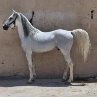 اسب کرد