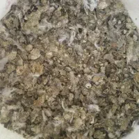 زل کفتر و مرغ خوشک خوشک