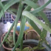 فروش فوق‌العاده انواع گل خانگی