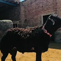 قوچ افشاری اصل