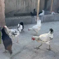 خروس گلین