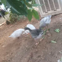 3 عدد غاز