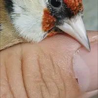 سهره