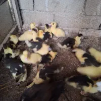 فروش اردک خارجی