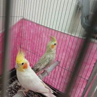 عروس هلندی نر و ماده