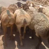 میش داشتی
