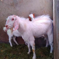 نری|حیوانات مزرعه|بم, |دیوار