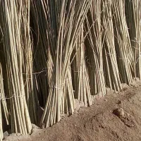 نهال بهروزنهال|خدمات باغبانی و درختکاری|الیگودرز, |دیوار