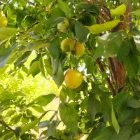 باغ. باغچه بنوار حسین. شوهان علیا