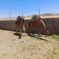 شتر|حیوانات مزرعه|بیرجند, |دیوار