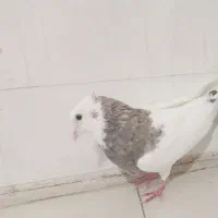کبوتر نر