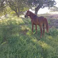 اسب|اسب و تجهیزات اسب‌سواری|زرین آباد, |دیوار