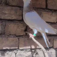 ماده طوق