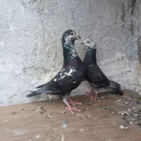 سوسکی سیاه