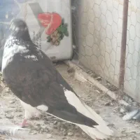 کفتر قاره ای