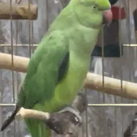 طوطی ملنگو ۲ساله