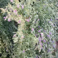 فروش یونجه